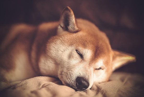 Elevage shiba inu : découvrez le rare MAMESHIBA japonais